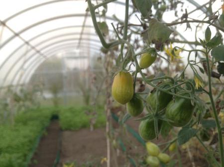 Константин