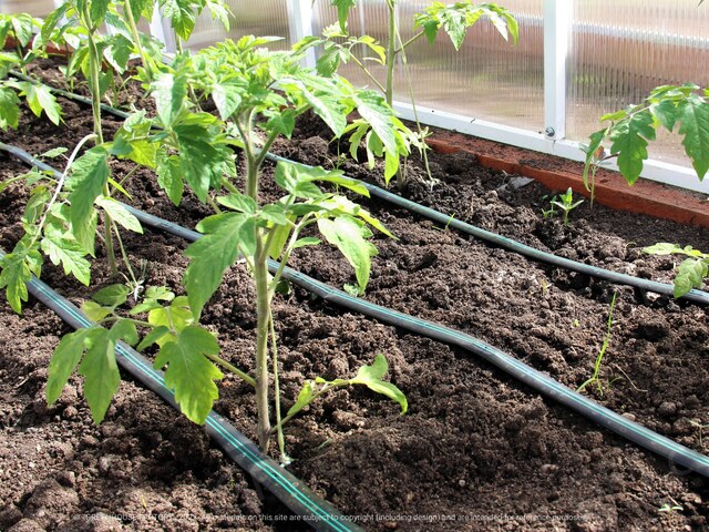 Automatisches Fenster