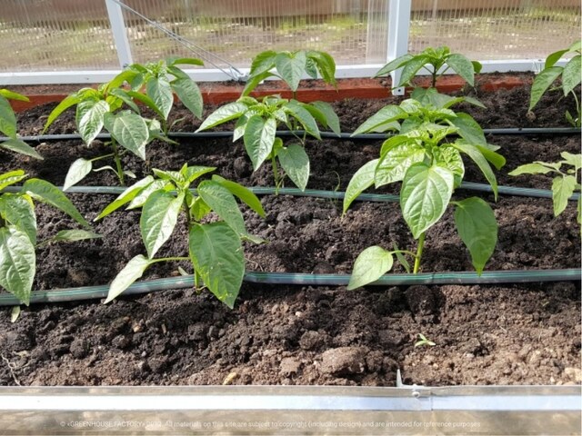 Automatisches Fenster