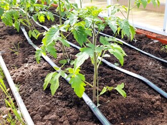 Drip irrigation